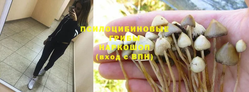 MEGA ссылка  Партизанск  Галлюциногенные грибы Cubensis  где можно купить наркотик 